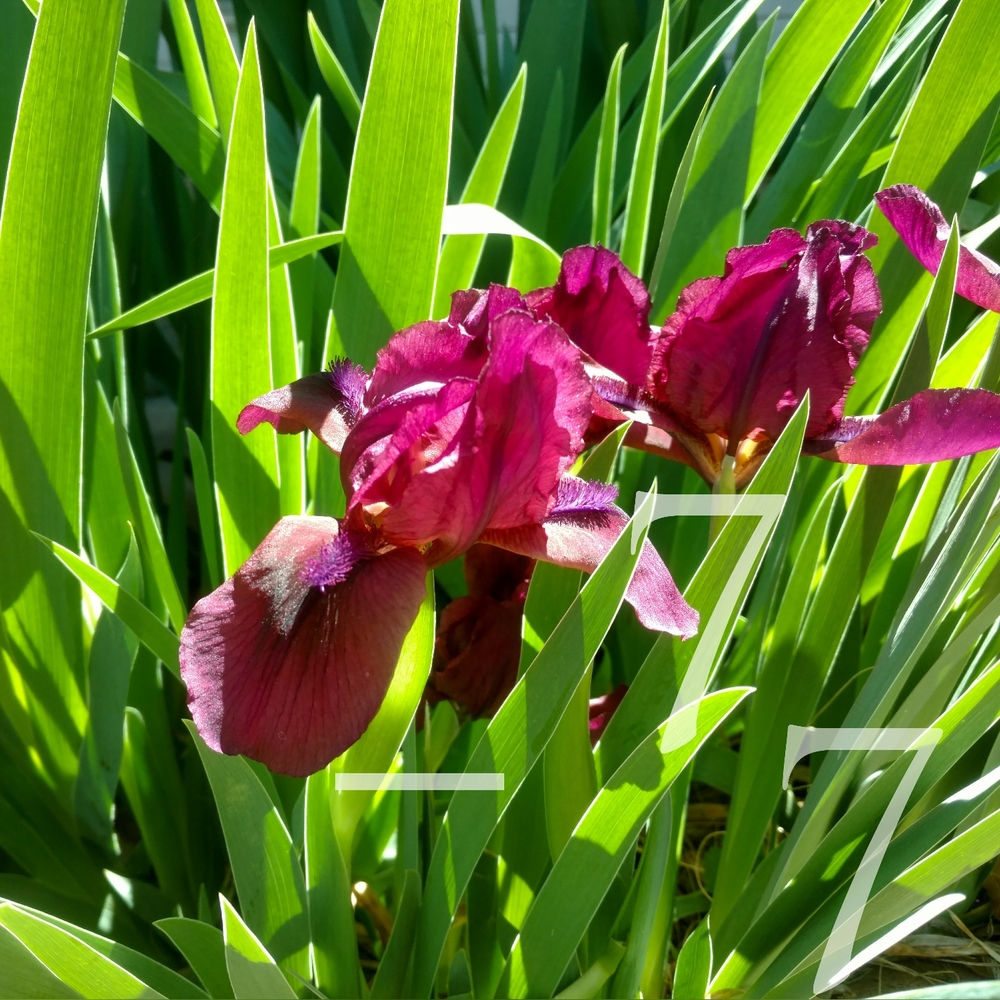 🌱  25 Mixed Tall German Bearded Iris Flower Bulb SEEDS  🌱